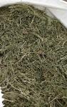 Хвощ полевой/Equiseti herba/Horsetail Herb