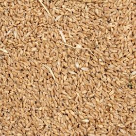 Wheat Grains in Bulk