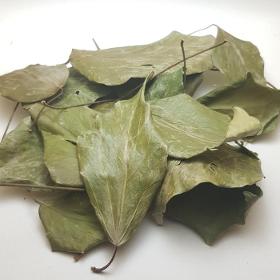 Лист плюща, ivy leaves, Hedera helix
