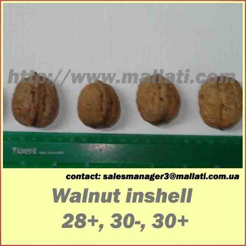 Walnut  in snshell 28+.30-. 30+
